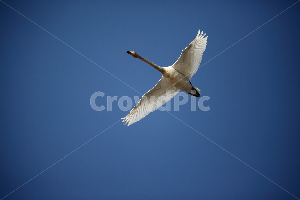 animal,동물,bird,새,고니,백조,철새,swan,큰고니,동물,animal,조류,새,birds