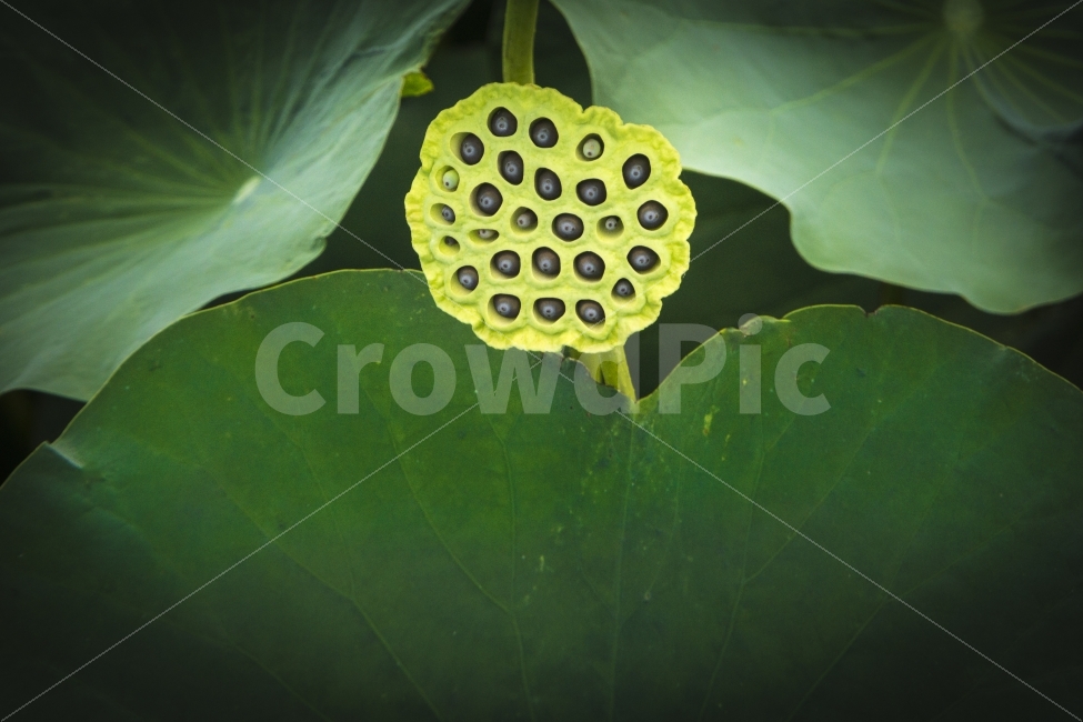 여행,연꽃,연밥,유등연지,자연,청도,힐링,식물,자연,plants,nature