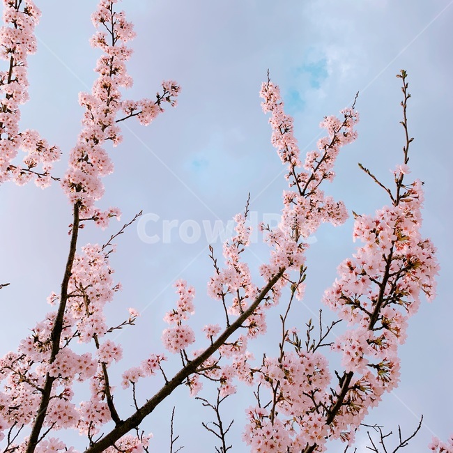 벚꽃,꽃,봄,자연,하늘,체리블라썸,분홍