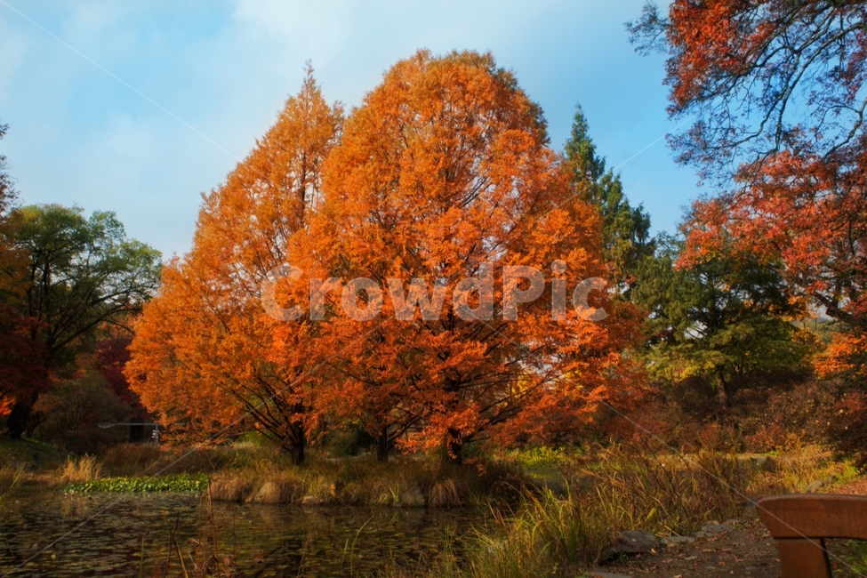 단풍,식물,자연,주황,가을,나무,가을,계절,fall,autumn,season,tree,plant