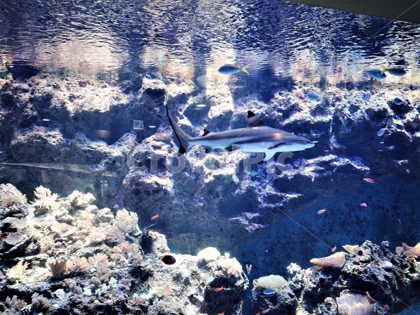수조관,water,물,바다,sea,outdoors,옥외,nature,자연,sealife,해양생물,암초,reef,상어