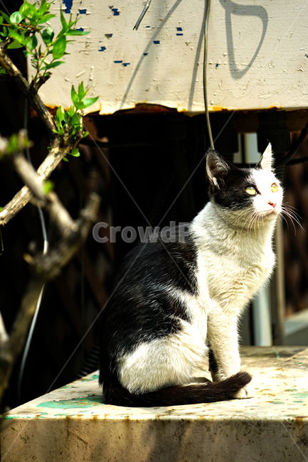 고양이,동물,포유류,길냥이,cat,animal,pet,동물,animal,포유류,mammal,고양이,cat,kitten,kitty