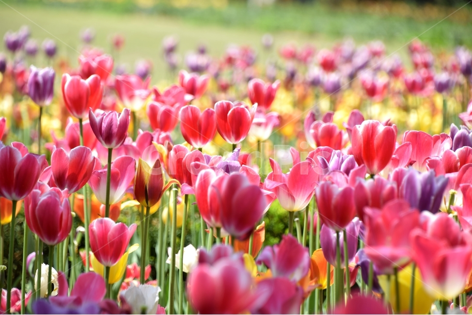 튤립,튤립꽃,튜우립,봄꽃,뿌리꽃,봄,계절,spring,season,식물,자연,plants,nature,꽃,flower,plant,blossom