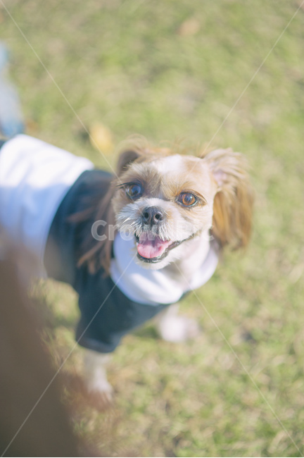 강아지,애견,애견스냅,강아지사진,개,dog,유기견,애견용품,애견샵,강아지용품,강아지샵,애견공원,애견카페,동물,animal,포유류,mammal,개,강아지,dog,doggy,감성,sensible,feeling