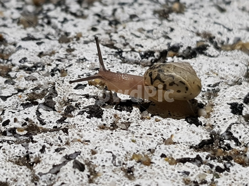 달팽이,snail,귀여움,cute,동물,직진