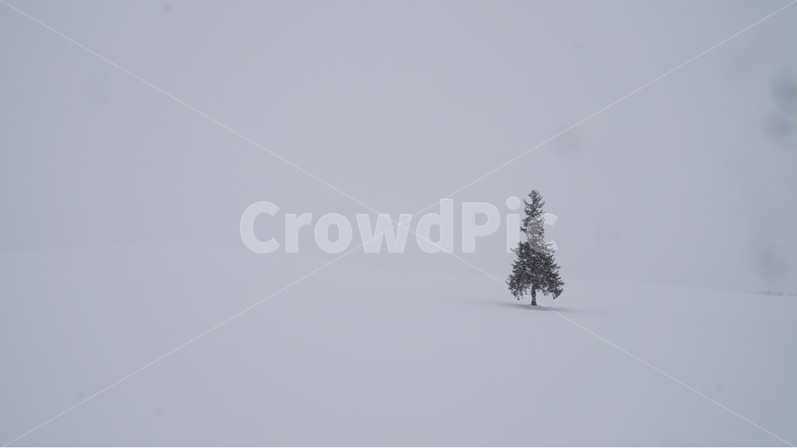 일본,홋카이도,비에이,눈,japan,hokkaido,biei,snow,겨울,계절,winter,season,자연,풍경,nature,landscape,해외,외국,세계,foreign,oversea,world,세계자연풍경,해외자연풍경,외국자연풍경,world nature landscape,식물,plants,나무,trees,wood,plant,tree,abies,아비,fir,전나무