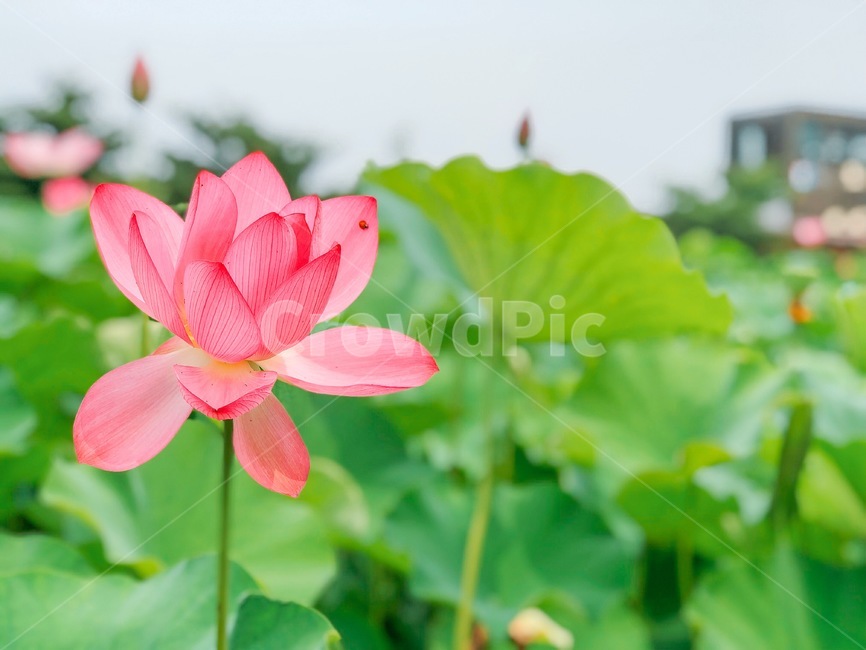 연꽃,자연,여름,꽃,lotus