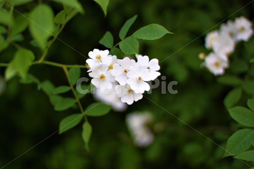 자연,꽃,힐링,산책,풀꽃,야생화