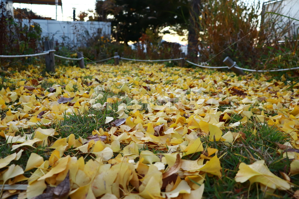 가을,fall,단풍,은행나무,노란색,가을,계절,fall,autumn,season,plant,식물,leaf,잎,ground,바닥