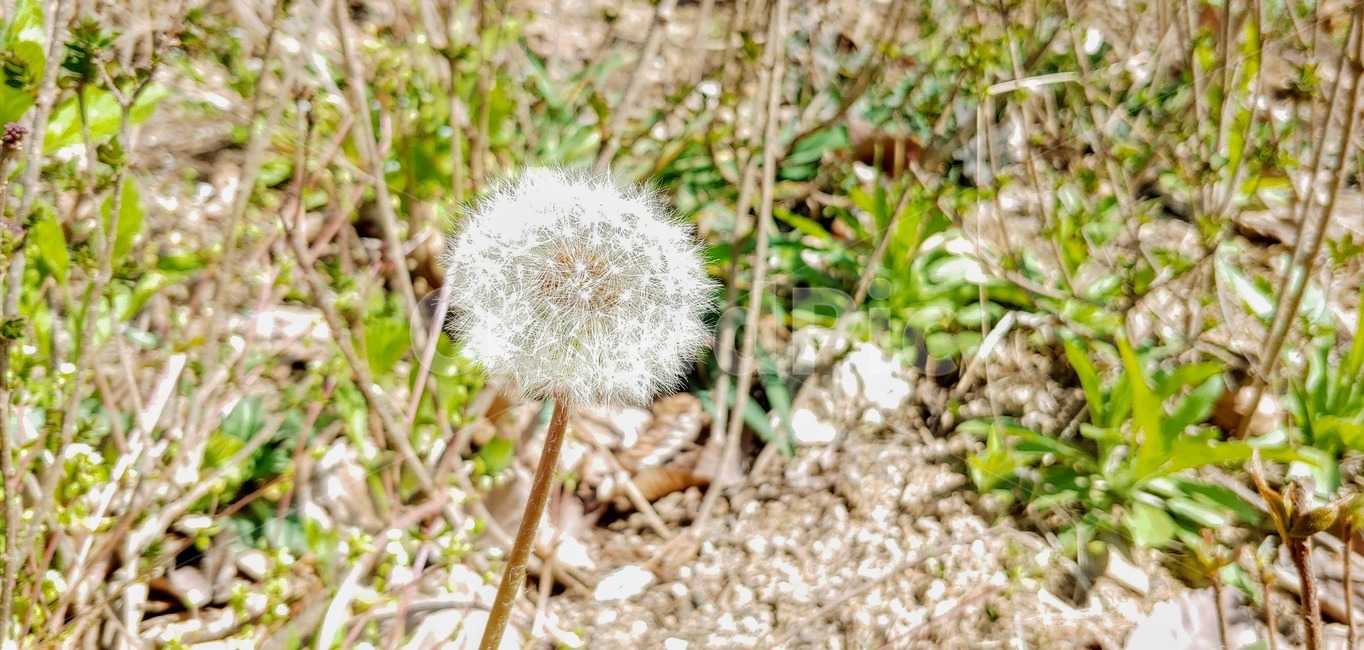 plant,식물,blossom,꽃,flower,민들레
