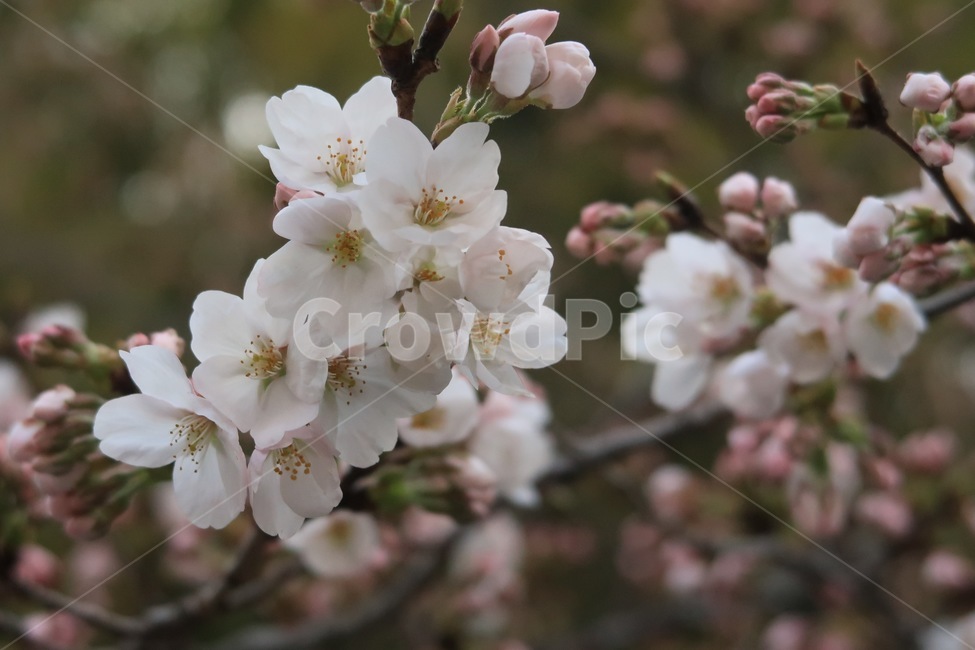 벚꽃,개화,꽃놀이,봄,감성,봄,계절,spring,season,식물,자연,plants,nature,꽃,flower,plant,blossom,cherry blossom