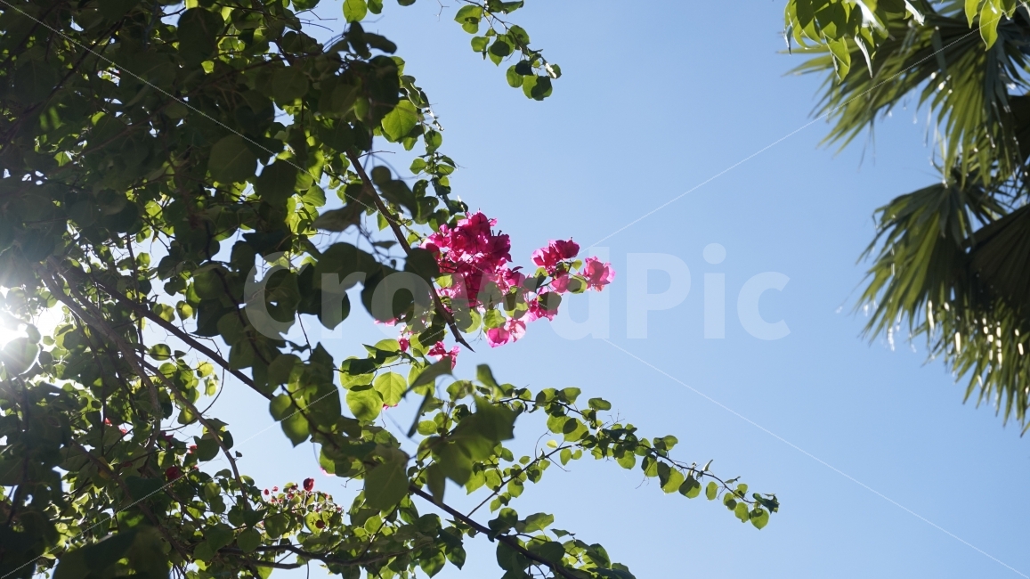 라오스,루앙프라방,꽃,나무,풀,측광,하늘,감성,식물,자연,plants,nature,꽃,flower