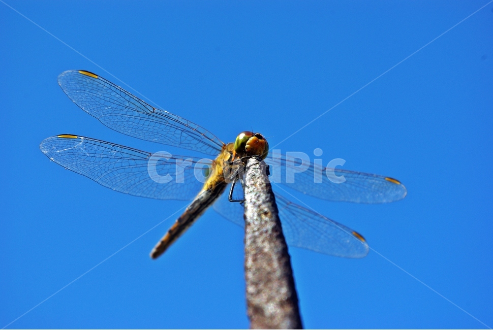 잠자리,dragonfly,가을하늘,고추잠자리,곤충,autumnsky,insectlife,가을,하늘