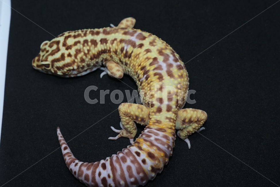 leopardgecko,도마뱀,lizard,파충류,동물,희귀동물,동물,animal,파충류,양서류,reptile,amphibian