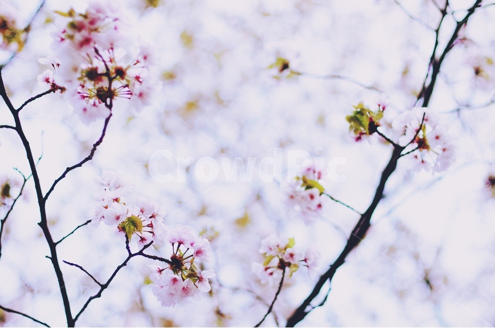 감성사진,봄,꽃,매화,사랑,감사,봄날,봄꽃,4월,벚꽃,진달래,봄,계절,spring,season,식물,자연,plants,nature,꽃,flower,감성,sensible,feeling,plant,blossom