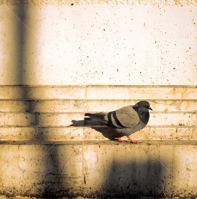 비둘기,새,공원,휴식,햇살,동물,animal,조류,새,birds