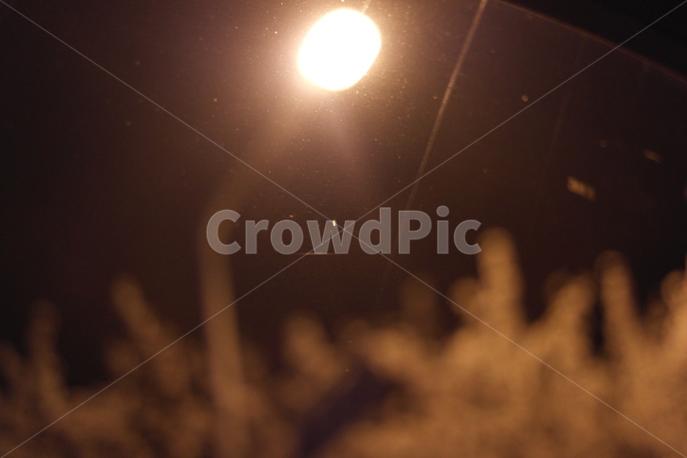 유리창,야간,조명,가로등,벚꽃,야경,밤,풍경,nightscape,night,landscape,light,빛,flare,플레어