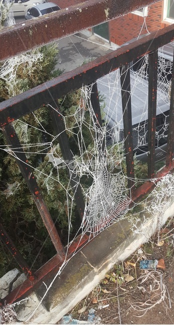 얼어붙은거미줄,겨울거미줄,겨울거미,얼음거미줄,거미줄,거미