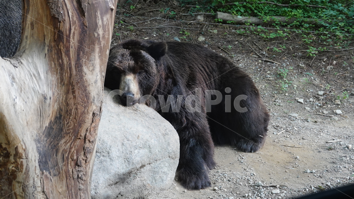 곰,bear,잠,sleep,동물,animal,동물,animal,포유류,mammal