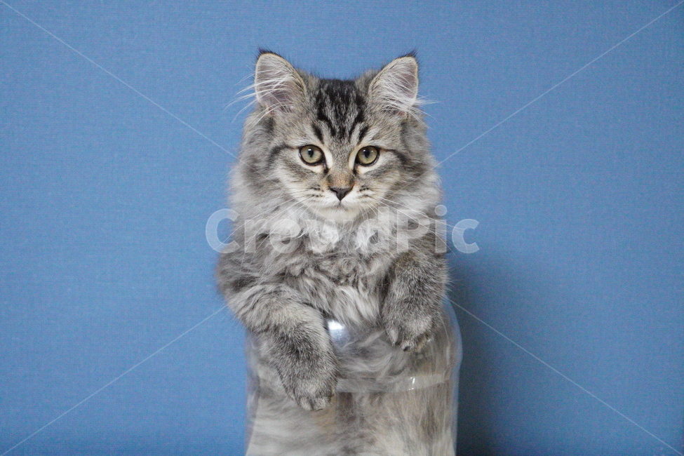 고양이,어린고양이,귀여운고양이,페르시안고양이,냥이,야옹이,반려묘,cat,cutecat,동물,animal,포유류,mammal,고양이,cat,kitten,kitty