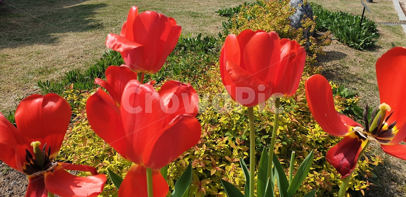 꽃,봄,식물,색감,선명한,꽃나무,식물,자연,plants,nature,꽃,flower