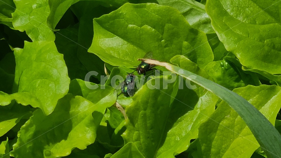 fly,lettuce,nature,vegetable,greens,eggie,파리,상추,채소,야채