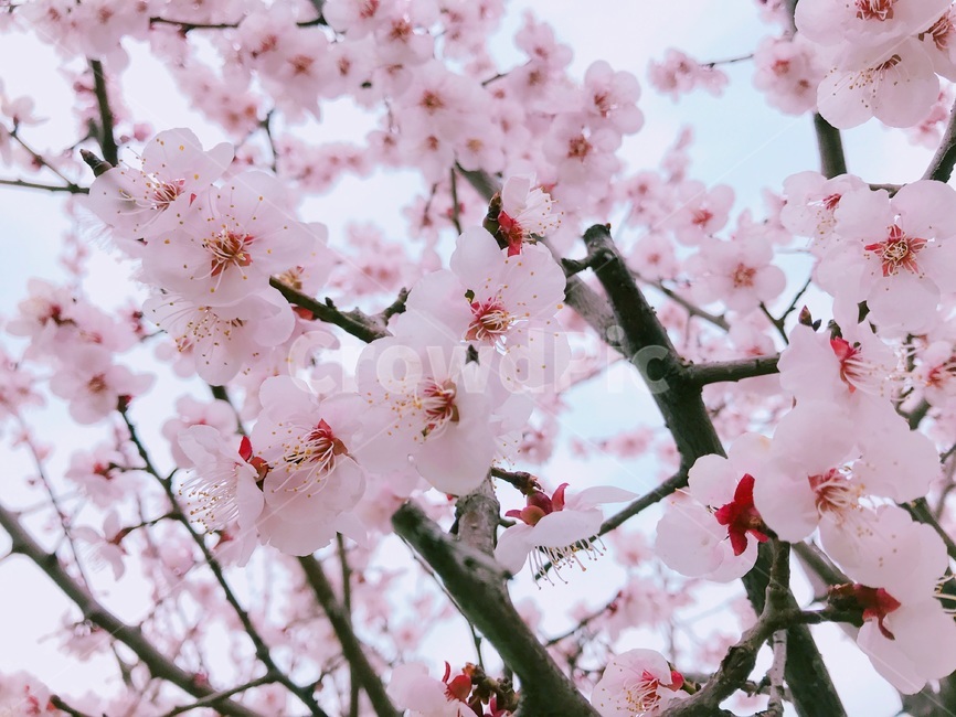 봄,벚꽃,사랑,분홍,핑크,하늘,봄,계절,spring,season,plant,식물,blossom,꽃,flower