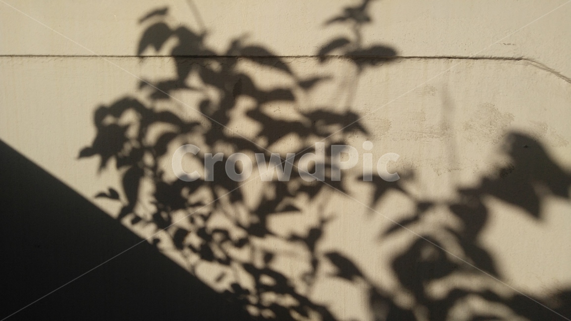 그림자,나무,식물,회색,배경,감성,shadow,tree,flants,gray,background,emotional