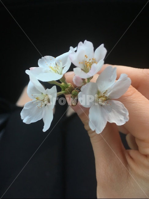 꽃,벚꽃,나무,근접,봄