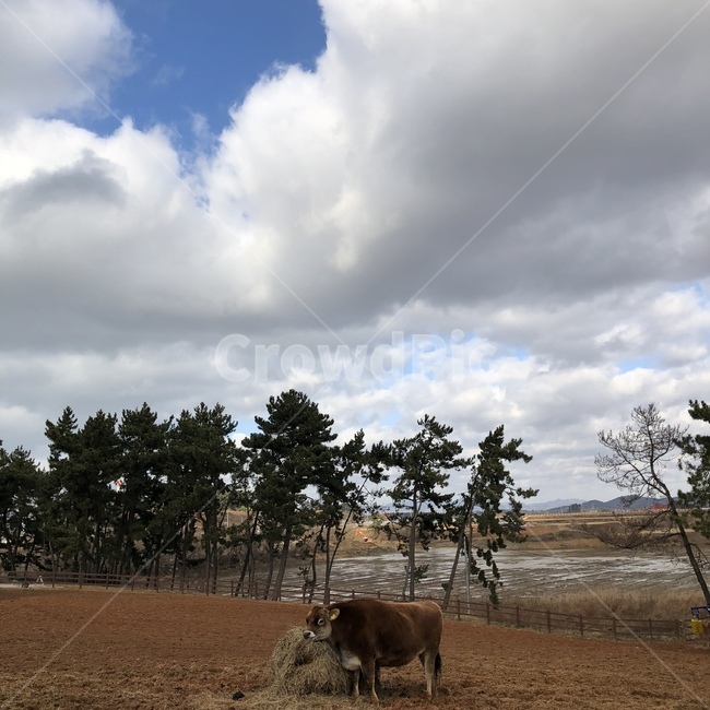 동물,농장,소,자연,하늘,구름,동물,animal,포유류,mammal