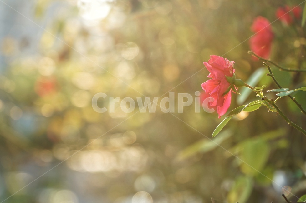 꽃,plant,flower,아침,햇살,산책,식물,자연,plants,nature,꽃,flower