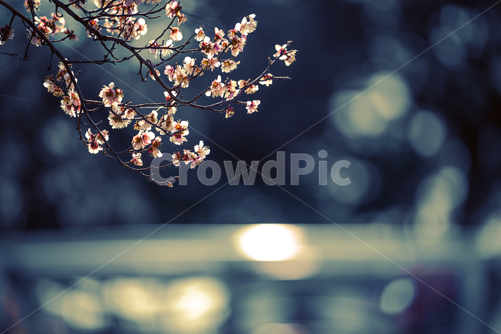 봄꽃,꽃,플라워,flower,자연,생명,생물,계절,plant,식물