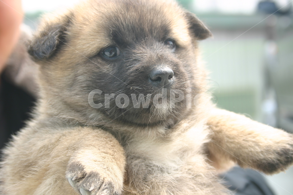 animal,동물,dog,개,puppy,강아지,애완동물,pet