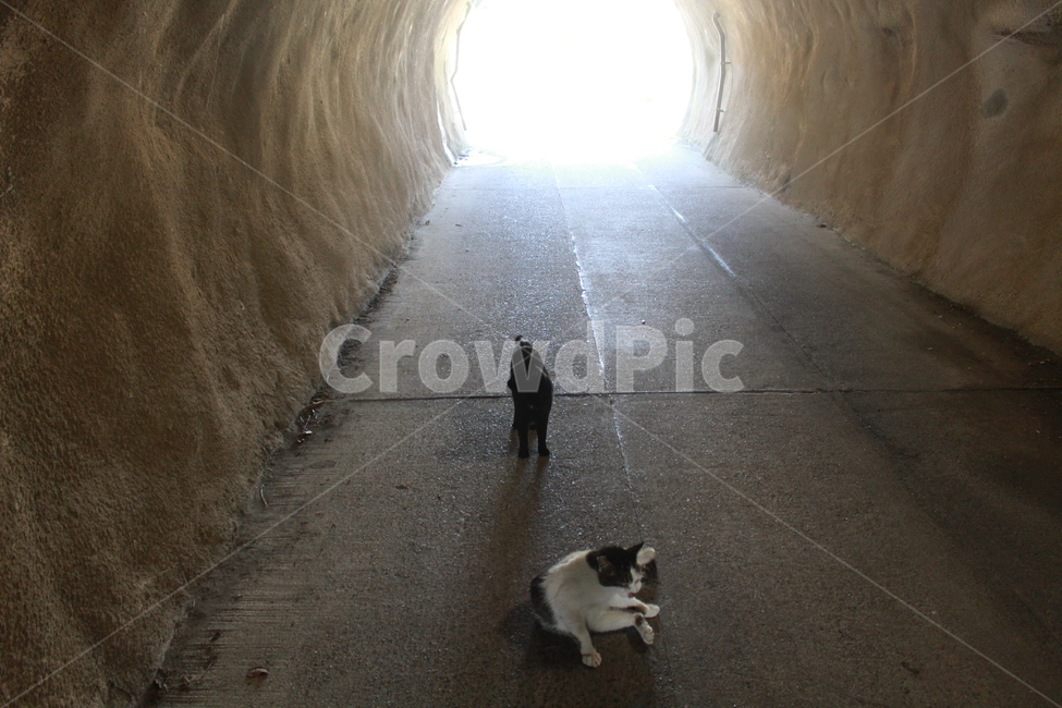 터널,터널속고양이,거리,고양이,길고양이,동물,터널속동물,동물,animal,포유류,mammal,고양이,cat,kitten,kitty