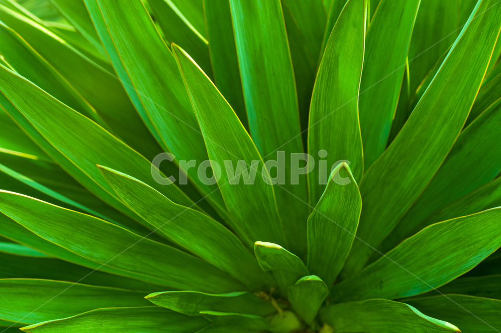 plant,식물,leaf,잎,녹색,green,식물,자연,plants,nature