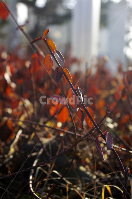 넝쿨,식물,plant,자연,nature,잎,식물,자연,plants,nature