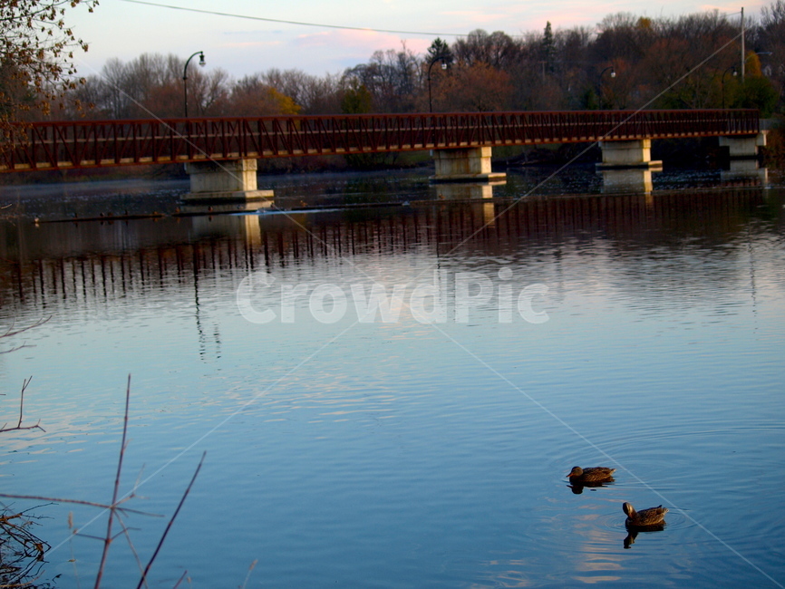 호수,오리,다리,물,공원,자연,친구,배경,정적,밤,초저녁,대비,자연,풍경,nature,landscape,water,outdoors,옥외