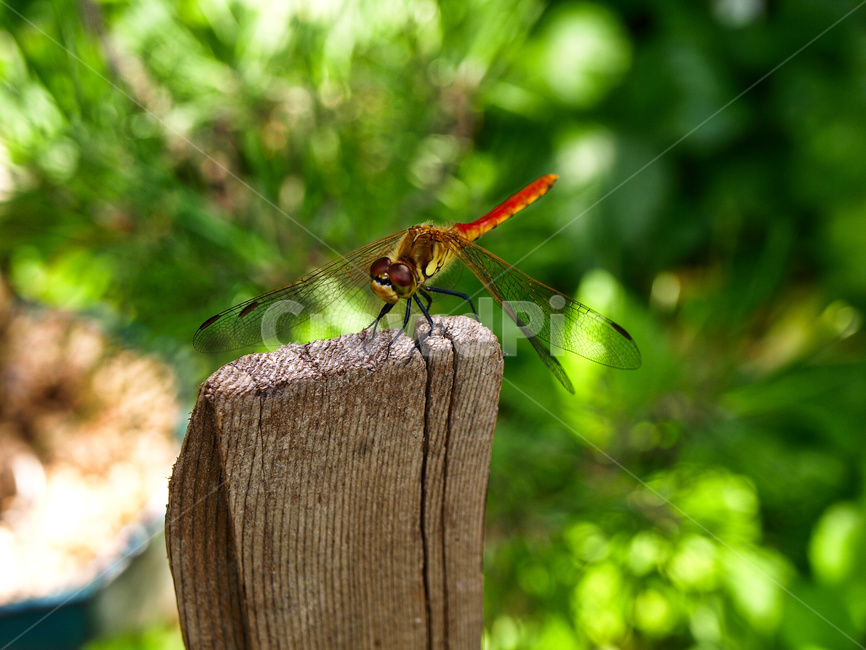 brown,closeup,dragonfly,dragonflytakingarest,environment,forest,garden,green,insect,insectsisolated,natural,nature,outdoor,plant,red,tree,wild,wood,곤충,잠자리,고추잠자리,야외,자연