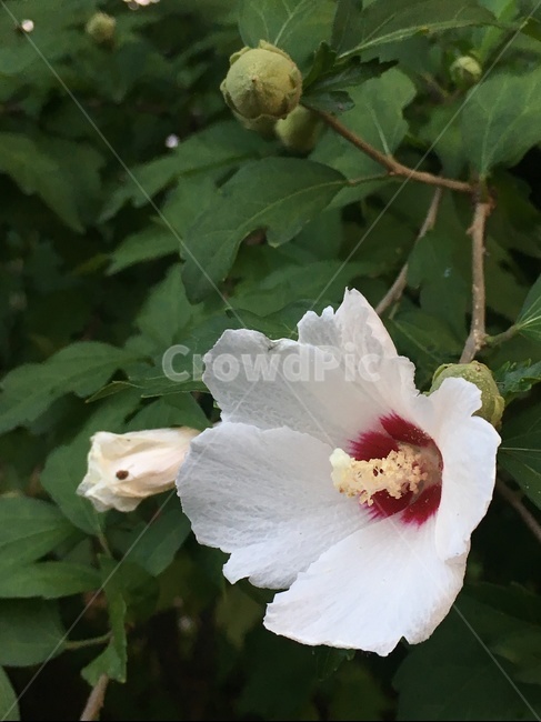 무궁화,우리나라,꽃,대한민국,국화,백의민족,흰색,컬러,식물,plant,식물,자연,plants,nature,꽃,flower