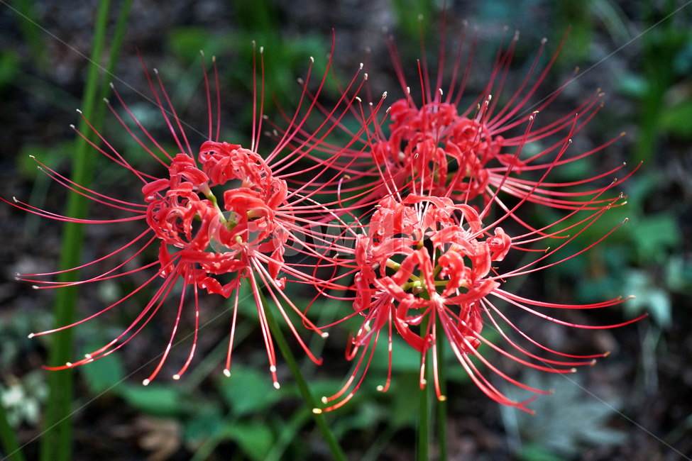 꽃무릇,상사화류,석산,독무릇,산오독,산두초,redspiderlily,가을,빨간꽃,식물,화단용,꽃꽂이용,식물,자연,plants,nature,꽃,flower