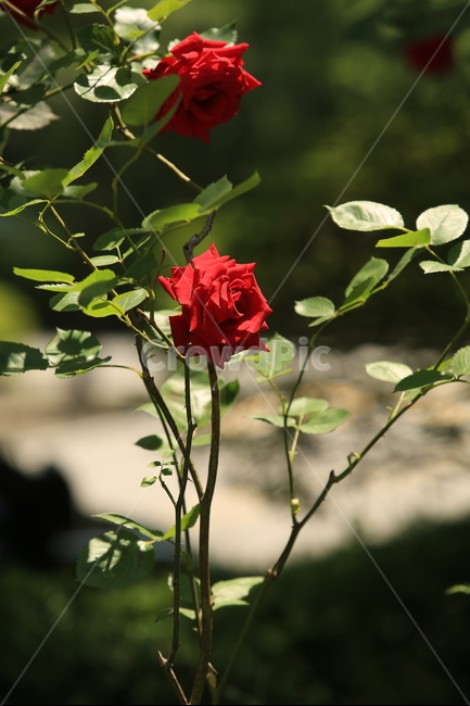 5월,may,rose,장미,season,계절,봄,여름,여왕,식물,자연,plants,nature,꽃,flower