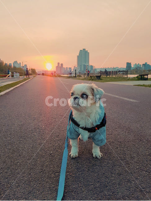 강아지,감성,반려견,개,동물,노을