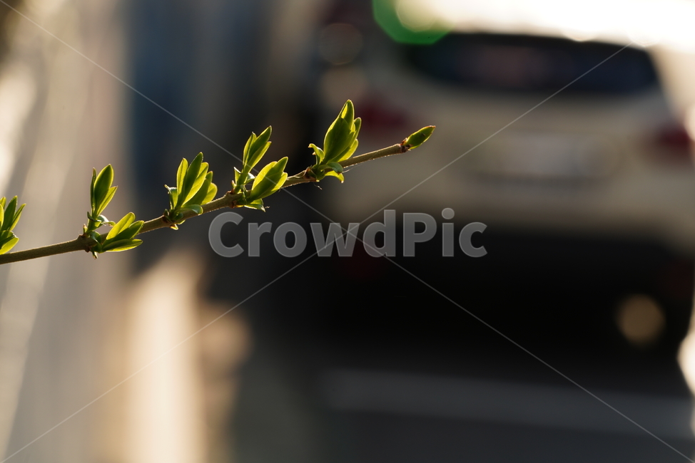 봄,계절,느낌,감성,식물,생명,생물,자연,잎,화사,식물,자연,plants,nature