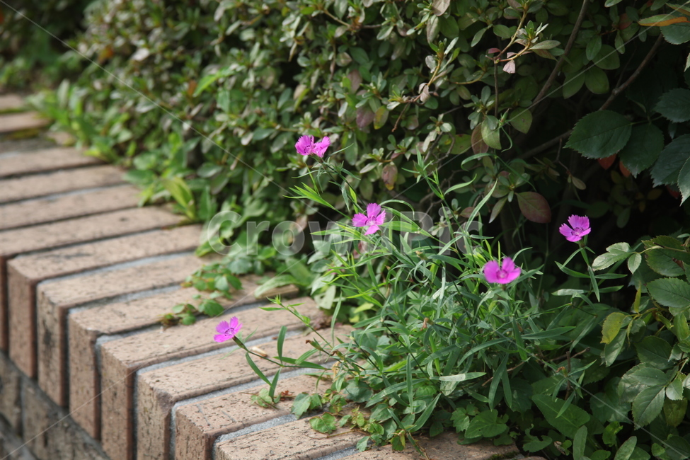 꽃,식물,flower,plant,geranium,식물,자연,plants,nature,꽃,flower