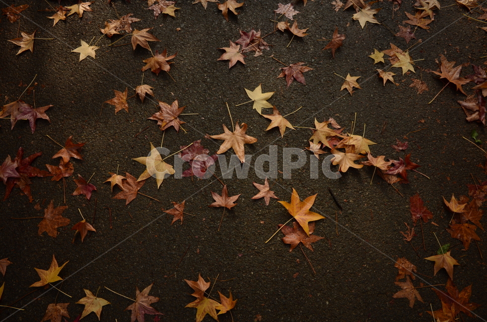 단풍,가을,별,낙엽,진주,경남수목원,추억,늦가을,나들이,leaf,잎,plant,식물,tree,나무,가을,계절,fall,autumn,season