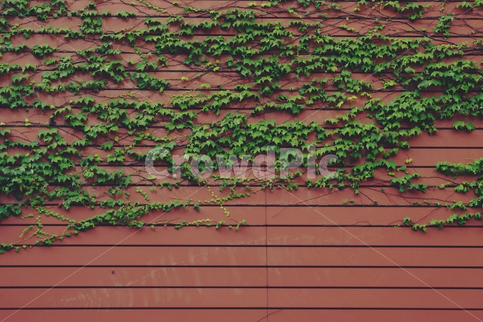 벽,wall,담쟁이,ivy,벽돌,brick,붉은,red,식물,자연,plants,nature
