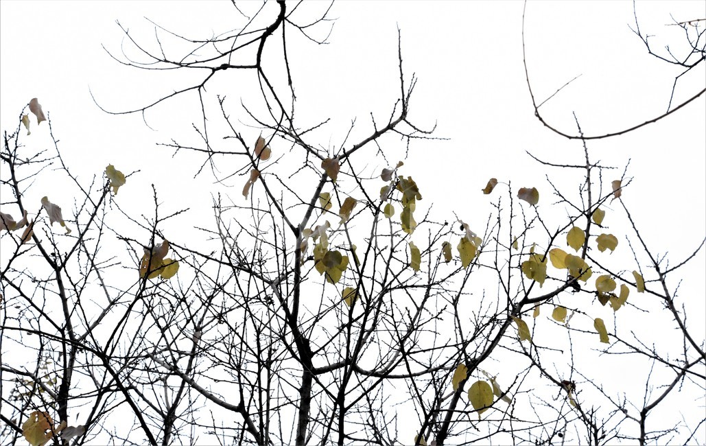 가을,가을나무,잎새,나무가지,쓸쓸함,가을,계절,fall,autumn,season,나무,trees,wood,animal,동물,bird,새