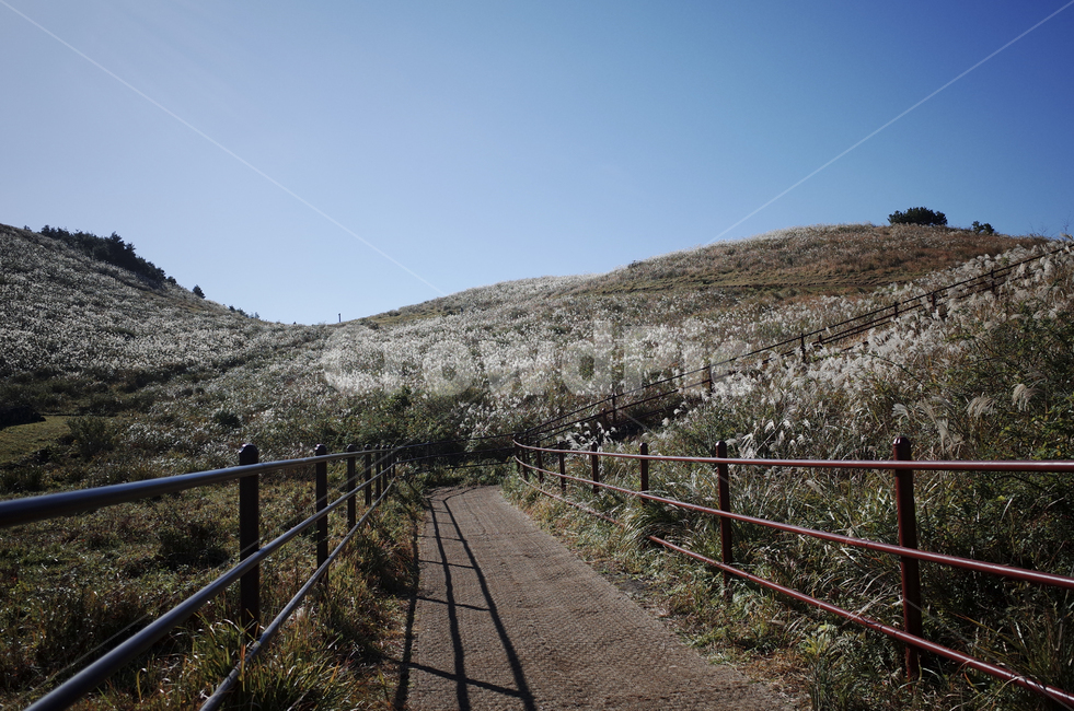 plant,식물,grass,잔디,flamegrass,silvergrass,억새,들판,nature,자연,옥외,outdoors,hill,언덕,reed,갈대