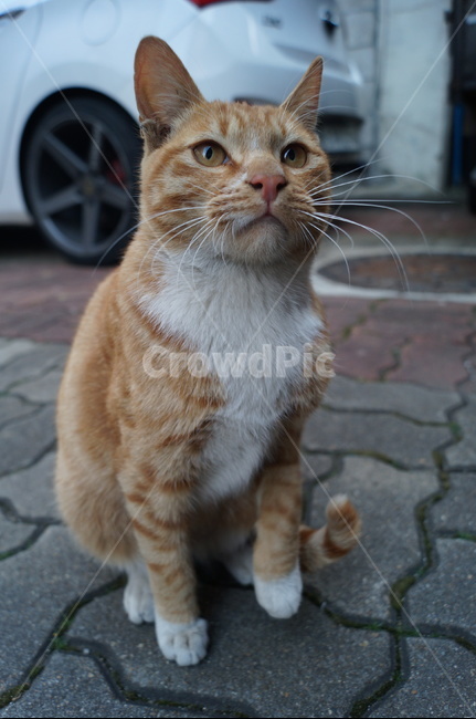 고양이,냥이,길고양이,길냥이,치즈테비,cat,동물,animal,포유류,mammal,고양이,cat,kitten,kitty