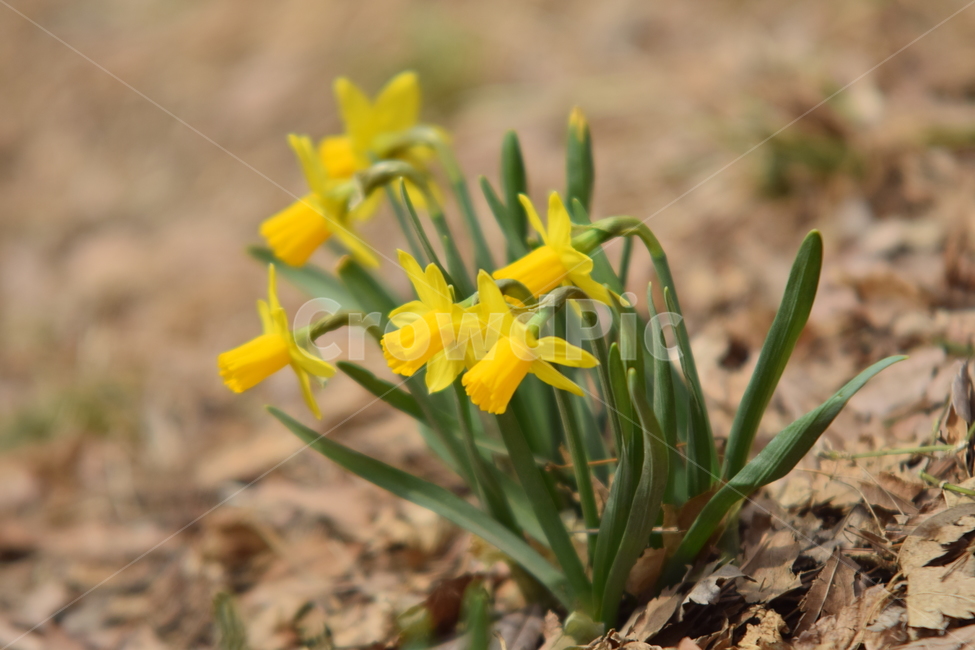 수선화,나팔수선화,노란꽃,꽃,플라워,수선화꽃,flower,daffodil